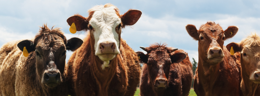 Cows looking ahead